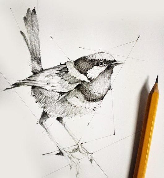 Pencil Shading, Birds, Dessin Academy