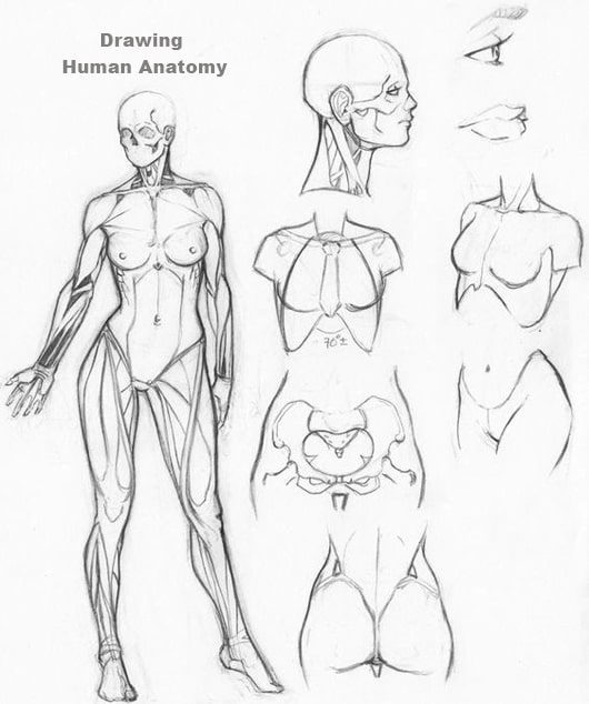 Drawing Human Anatomy, Dessin Academy